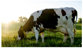 Making The Switch To Farm Fresh Milk